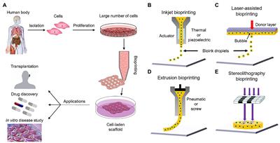 Frontiers | 3D Bioprinting of Vascularized Tissues for in vitro